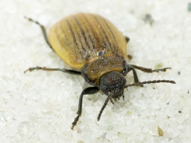 Galeruca pomonae (Scopoli, 1763)